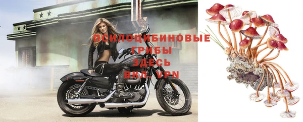 сатива Баксан